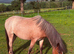 Welsh mountain pony lightly backed for sale
