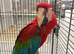 Hand Reared Stunning Greenwinged Macaw