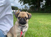 Pug female