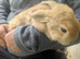 20 Week Old Mini Lop Bunnies