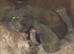 Two beautiful snakes for sale