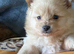 Adorable Pomeraniums