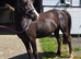 Section C 3yr Old Filly