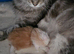 Maine Coon kitten Tica registered