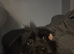 Patterdale terrier cross
