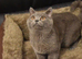 **British Shorthair Kittens**