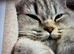 Beautiful Scottish Fold Charcoal and Brown Kitten