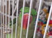 Alexandrine parrot