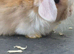 Buck mini lop