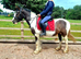 5 year old 14.2hh part bred welsh