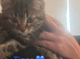 Maincoon x British short hair 1 girl 2 boys