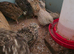 I have female quail for sale
