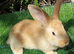 Beautiful Litter of Mixed Coloured Pure Bred Continental Giants - Vaccinated NOBIVAC 3 IN 1 -  RESERVE