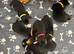 Rottweiler puppies