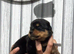 Rottweiler puppies