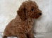 F1bb toy cockapoo puppies 2 left ready to leave