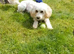 Cavapoo 10 months old.