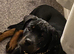 Top pedigree kc reg Rottweiler for top bloodline show parents