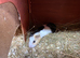 Baby sow/boar Guinea pigs Ready to go!!