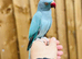 Blue ring neck parrot