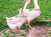 Pair Buff African Geese