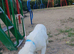 Golden retriever girl kc retriever
