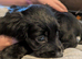 2 male black sprocker pups