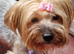 Gorgeous Yorkshire Terrier Puppies