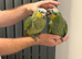 Handreard baby orange -winged Amazon for sale or px