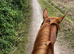 Gorgeous 16.1hh Anglian European Warmblood All-Rounder Mare