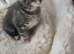 Gorgeous Tabby kittens 9 weeks