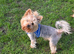 Yorkshire terrier for stud,KC.reg.