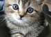 Cute little tabby kitten