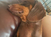 Miniature dachshund bitch