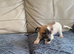 Jackrussel boy for sale