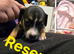 Staffy cross puppies