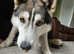 10 month old male husky