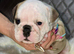 KC Registered English Bulldog Puppies Looking for Loving Homes
