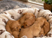 Fox red golden retriever pups RKC registered