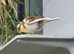 5 canaries for sale