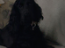 Cocker spaniel
