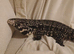 Tegu monitor