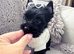 Mini Yorkshire terrier boys last one