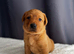 Kc registered fox red Labradors