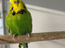 Budgies