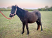 Lovely pure Falabella filly