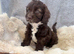 Beautiful F1 Cavapoo Puppies
