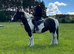 14.3hh safe cob