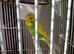 Baby budgies