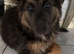 German shepard puppy girl 12 weeks old blue tan